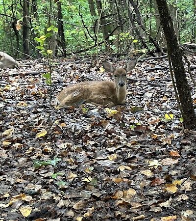 Fort Dupont Park - Washington,