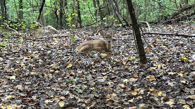 Fort Dupont Park - Washington,