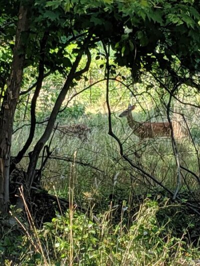 Fort Dupont Park - Washington,