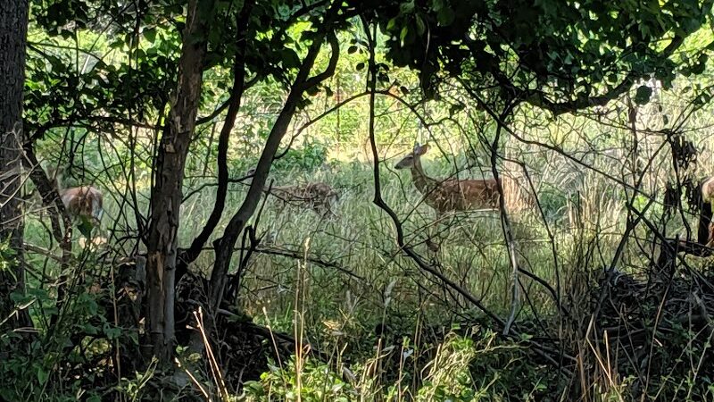 Fort Dupont Park - Washington,