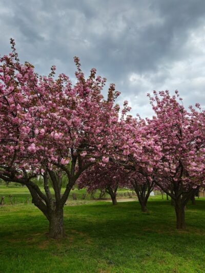 Hains Point - Washington,