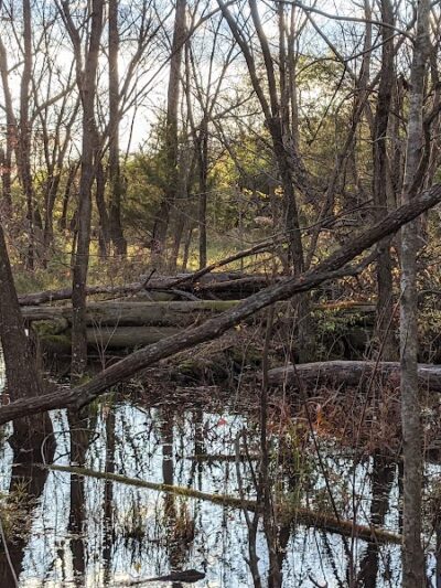 Kingman Island Trail - Washington,