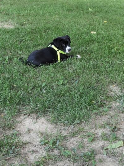 Meadow Valley Park & Dog Park - Washington, IL