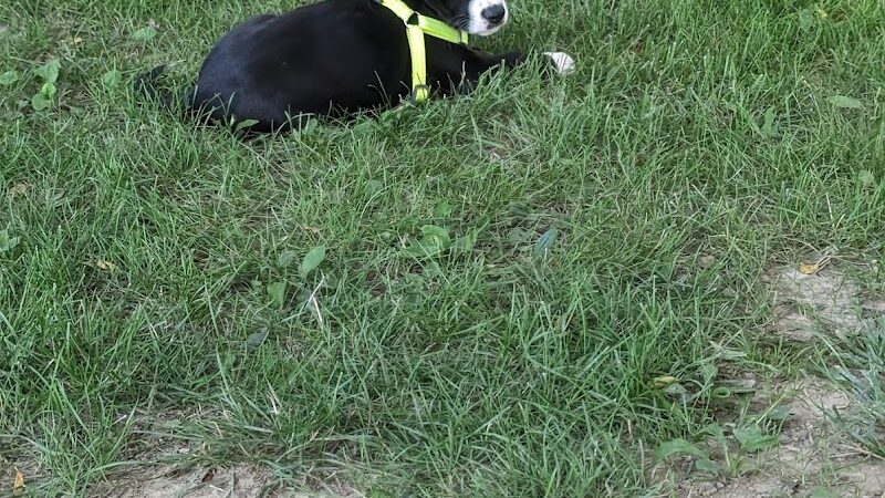 Meadow Valley Park & Dog Park - Washington, IL