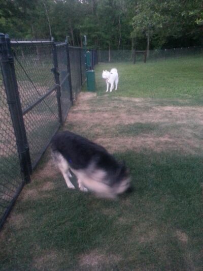Meadow Valley Park & Dog Park - Washington, IL
