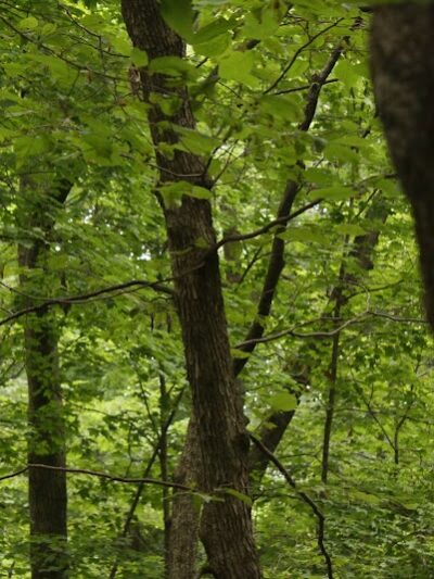 Meadow Valley Park & Dog Park - Washington, IL