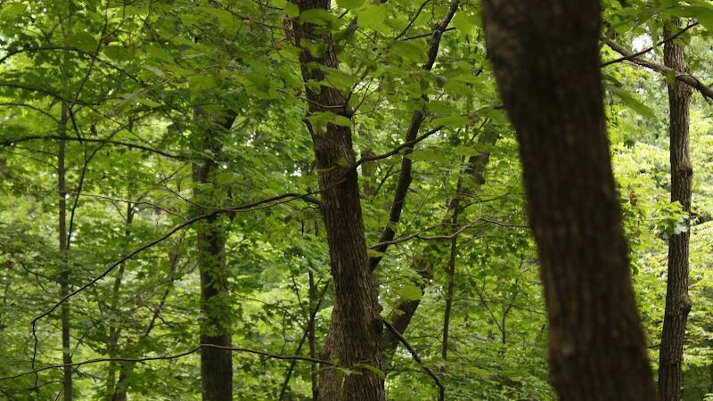 Meadow Valley Park & Dog Park - Washington, IL