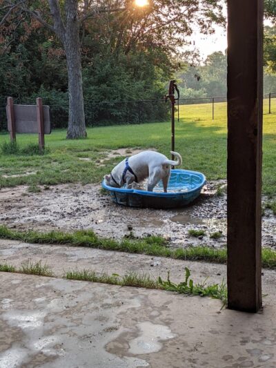 Meadow Valley Park & Dog Park - Washington, IL