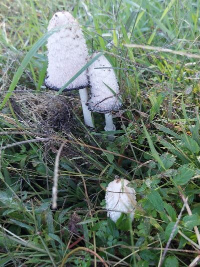 Rotary Riverfront Trails - Washington, MO