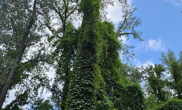Rotary Riverfront Trails - Washington, MO