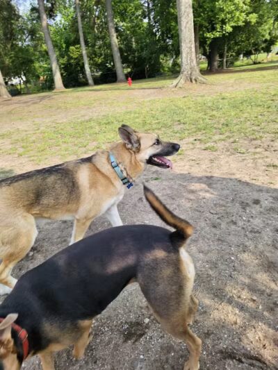 Dog Park - Washington, NC