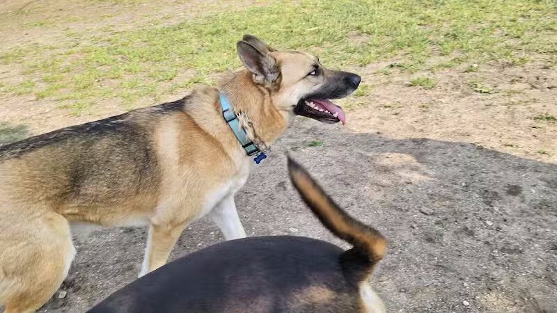 Dog Park - Washington, NC