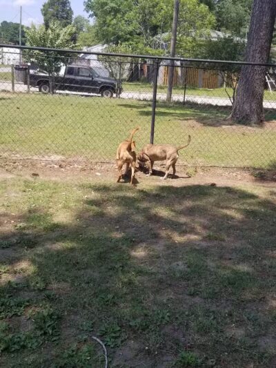 Dog Park - Washington, NC