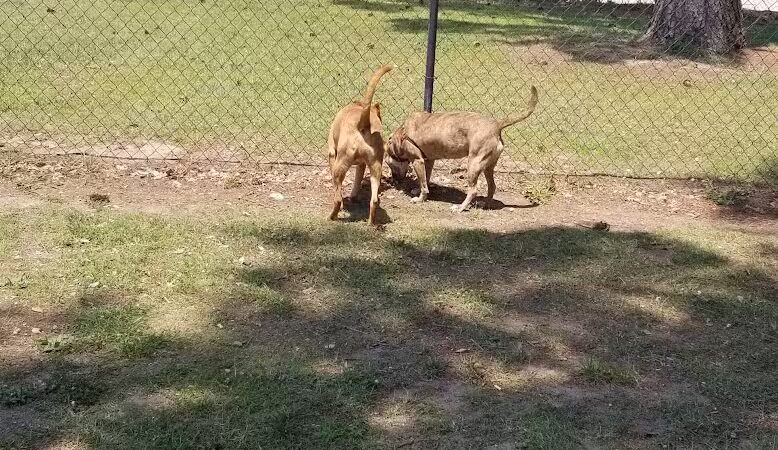 Dog Park - Washington, NC