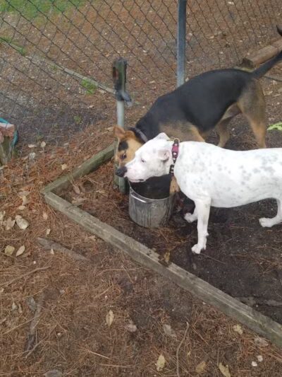 Dog Park - Washington, NC