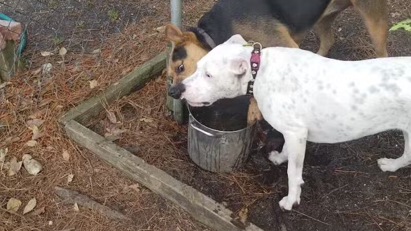 Dog Park - Washington, NC