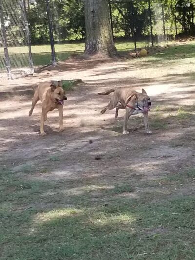 Dog Park - Washington, NC