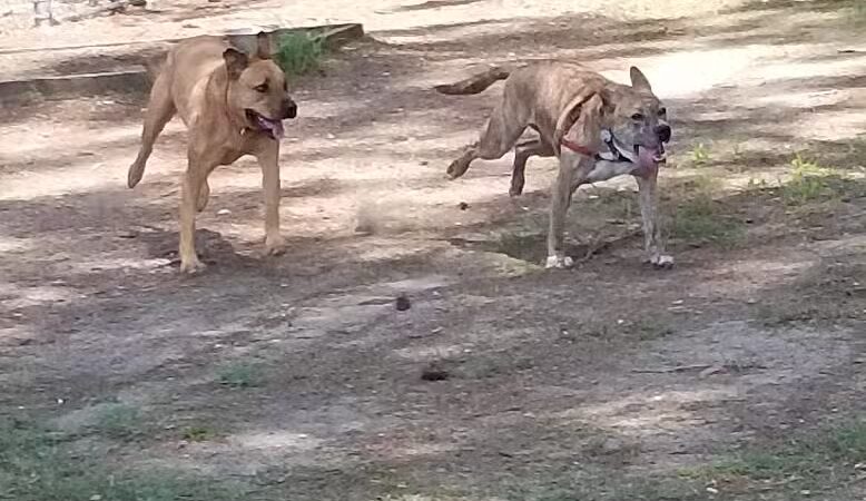 Dog Park - Washington, NC