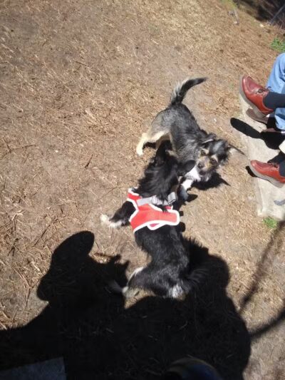 Dog Park - Washington, NC