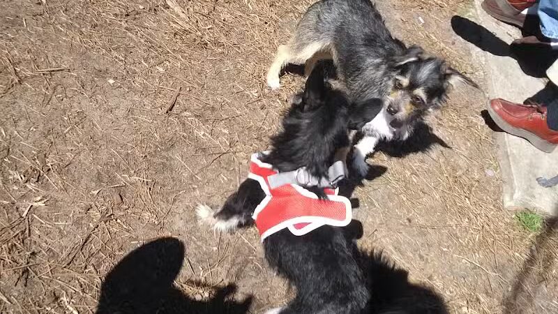 Dog Park - Washington, NC