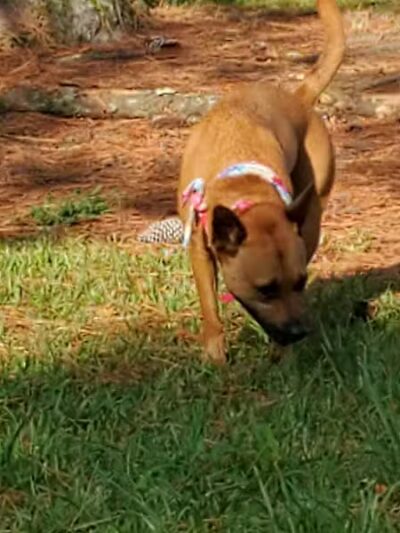 Dog Park - Washington, NC