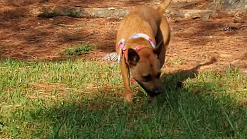 Dog Park - Washington, NC