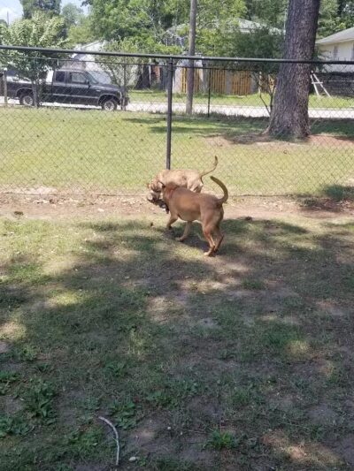 Dog Park - Washington, NC