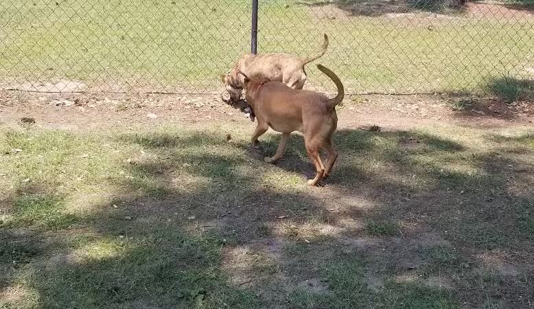 Dog Park - Washington, NC