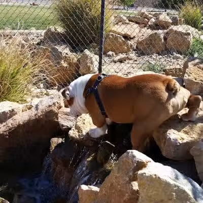 Dog Town Dog Park - Washington, UT