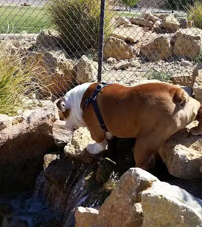Dog Town Dog Park - Washington, UT