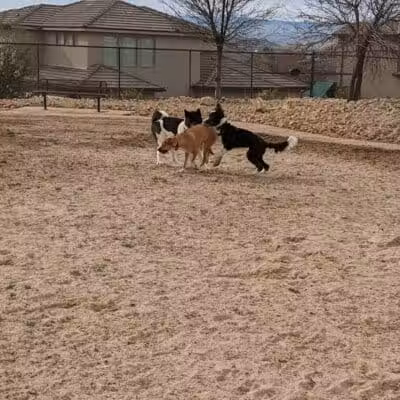 Dog Town Dog Park - Washington, UT
