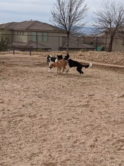 Dog Town Dog Park - Washington, UT