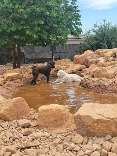 Dog Town Dog Park - Washington, UT