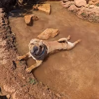 Dog Town Dog Park - Washington, UT