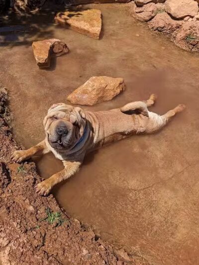 Dog Town Dog Park - Washington, UT