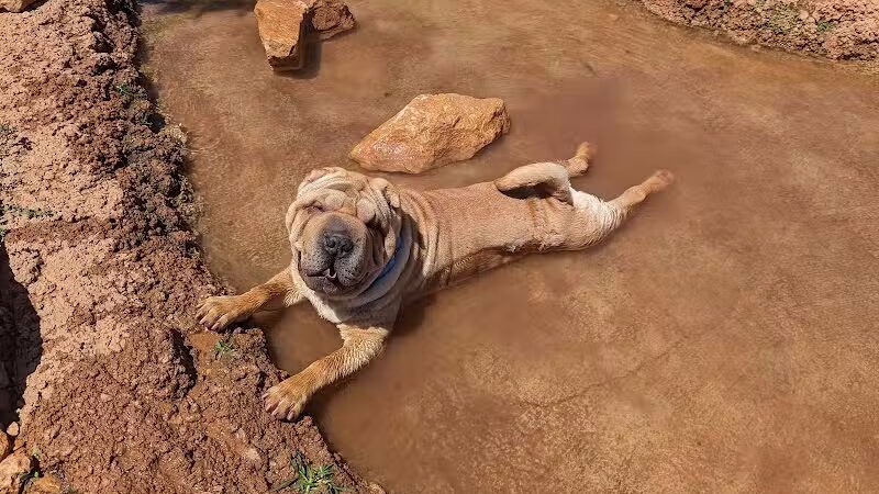 Dog Town Dog Park - Washington, UT