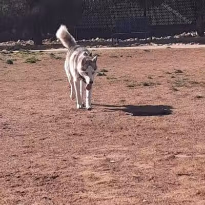 Dog Town Dog Park - Washington, UT