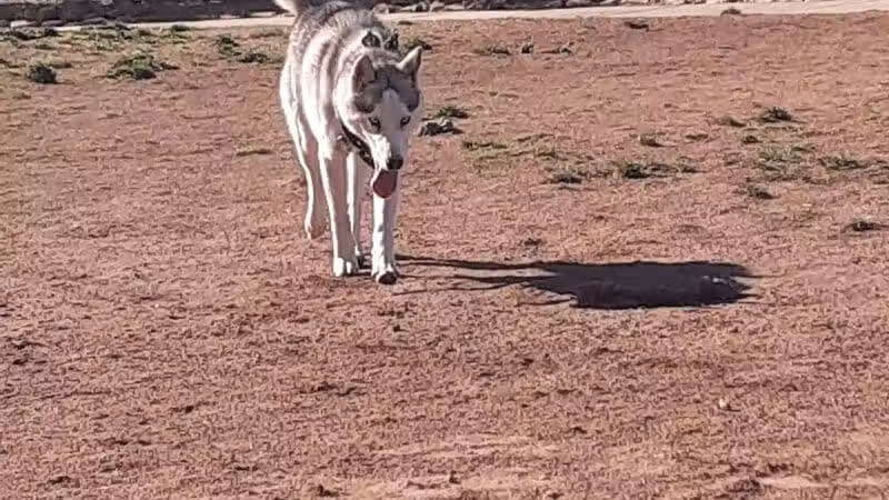 Dog Town Dog Park - Washington, UT