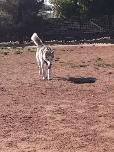 Dog Town Dog Park - Washington, UT