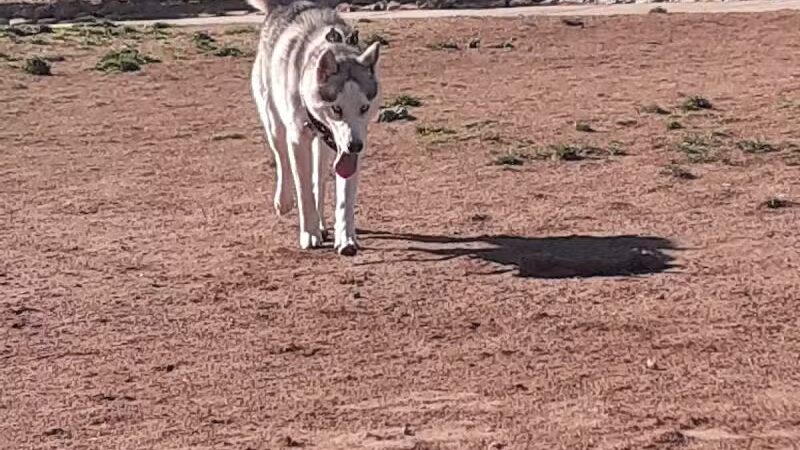 Dog Town Dog Park - Washington, UT