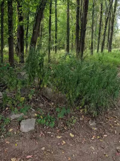 Woofingtonville Dog Park - Washingtonville, NY