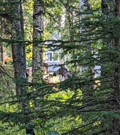 Lake Lucille Dog Park - Wasilla, AK