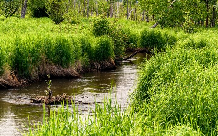 Wasilla Creek Boardwalk Trail - Wasilla, AK