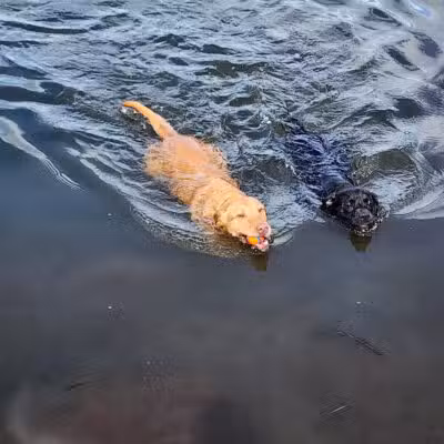 Lake Lucille Dog Park - Wasilla, AK