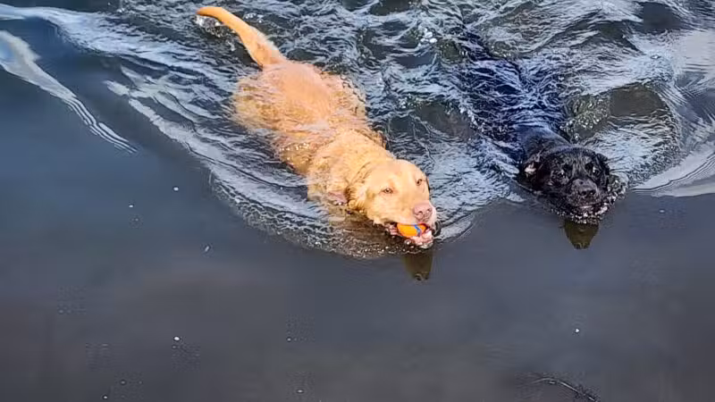 Lake Lucille Dog Park - Wasilla, AK