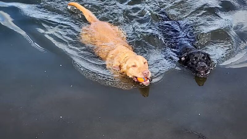 Lake Lucille Dog Park - Wasilla, AK