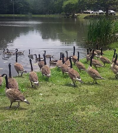 Fulton Park - Waterbury, CT