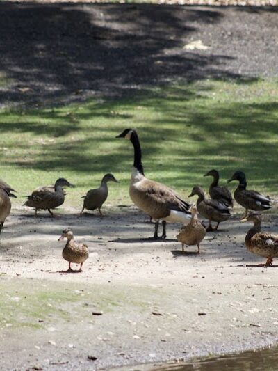 Hamilton Park - Waterbury, CT