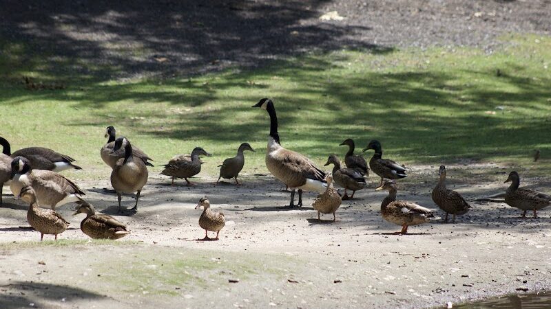 Hamilton Park - Waterbury, CT