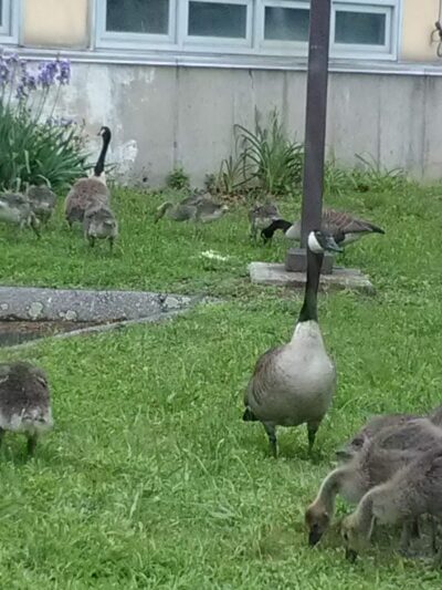 Lakewood Park Beach - Waterbury, CT